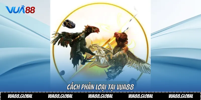 Cách phân loại tại VUA88