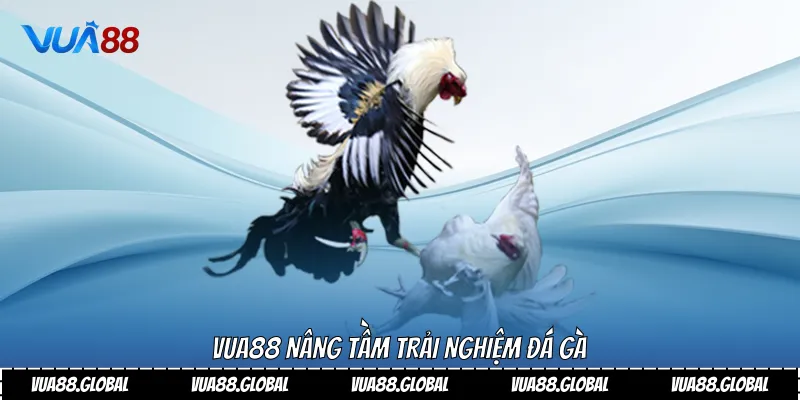 Vua88 nâng tầm trải nghiệm đá gà